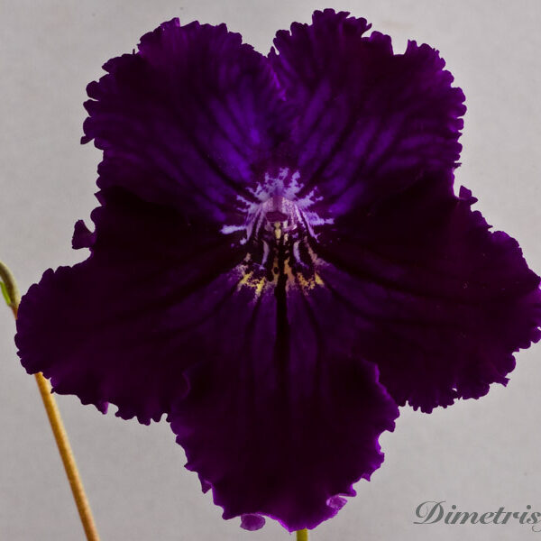 ue__849 ue__849