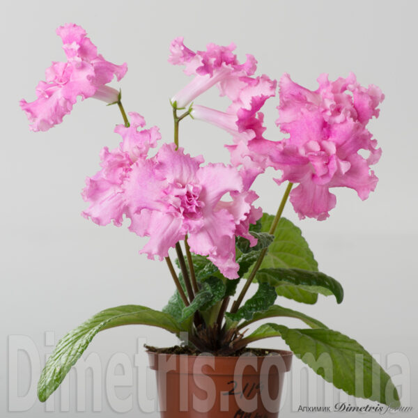 viber_image_156 viber_image_156