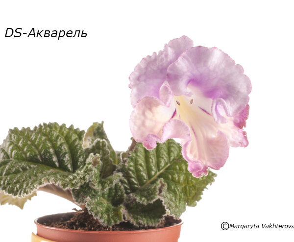 Streptocarpus flower Streptocarpus flower