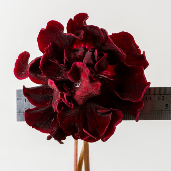 DS-3137-