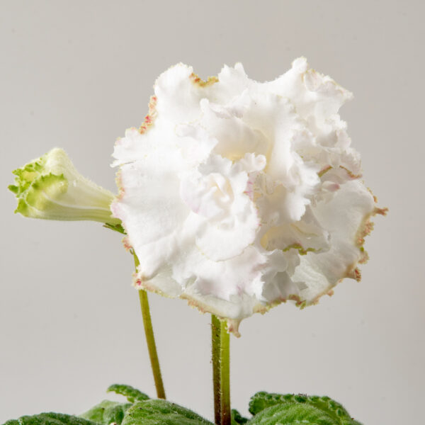 3185+
